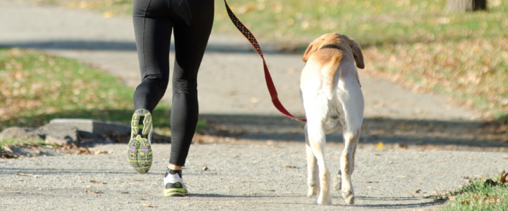 犬のお散歩代行