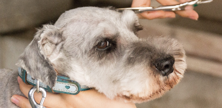 シュナウザーをトリミングしている図