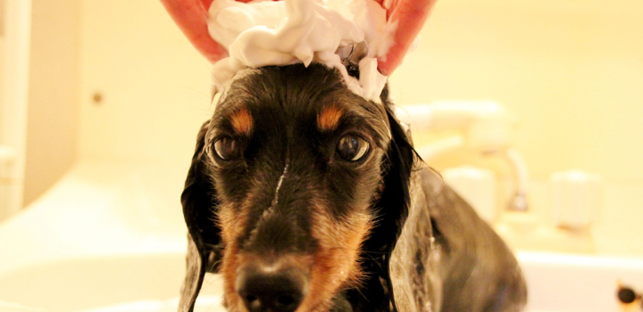 ダックスフンドをシャンプー