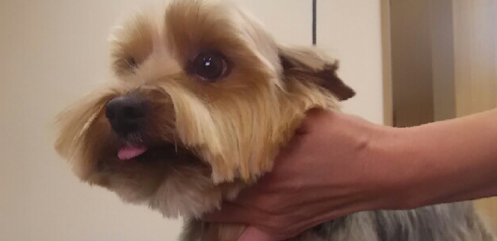 テリアショーカットに対応