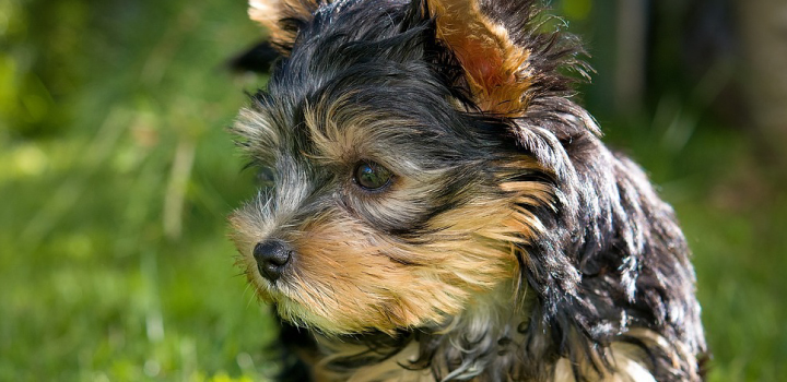 ヨークシャーテリアの子犬