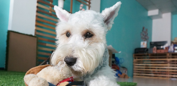 ワイヤーフォックステリア